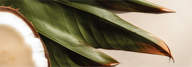 coconut