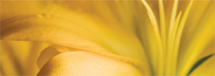 ylang ylang flower