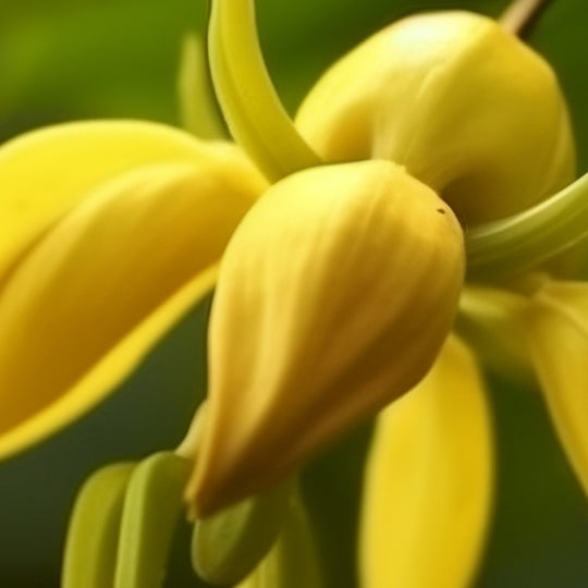 Ylang Ylang